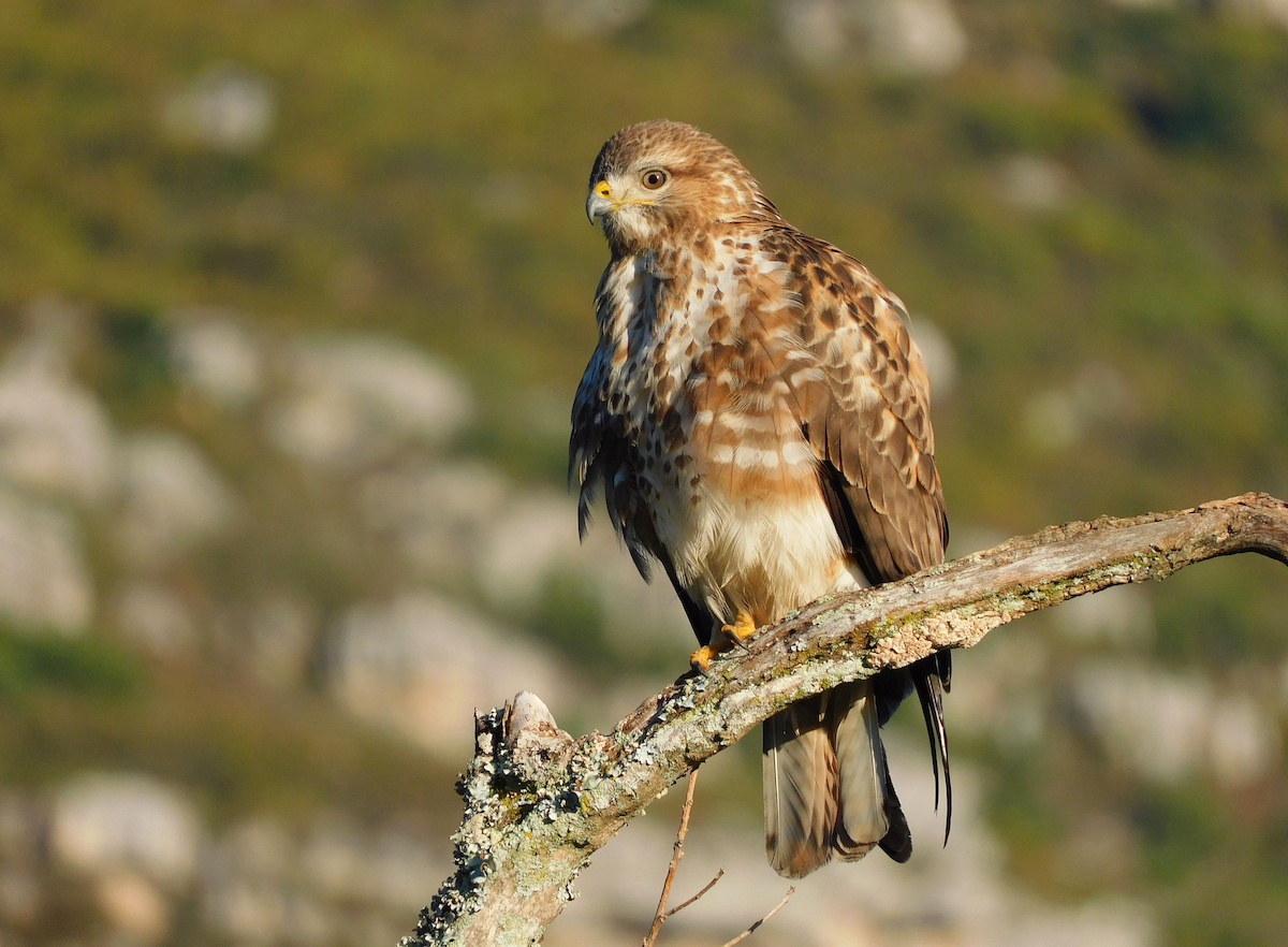 Forest Buzzard - ML622810966