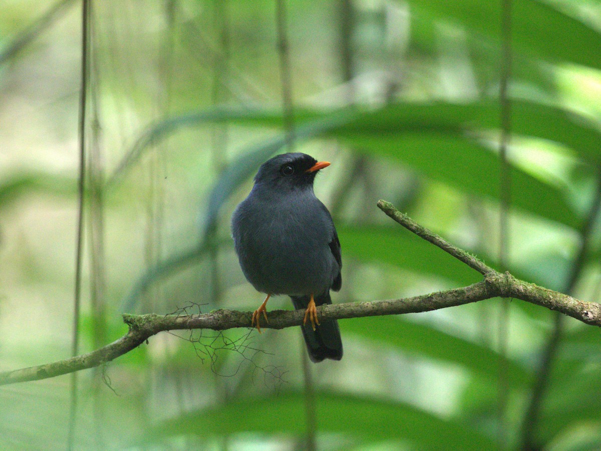 Black-faced Solitaire - Menachem Goldstein