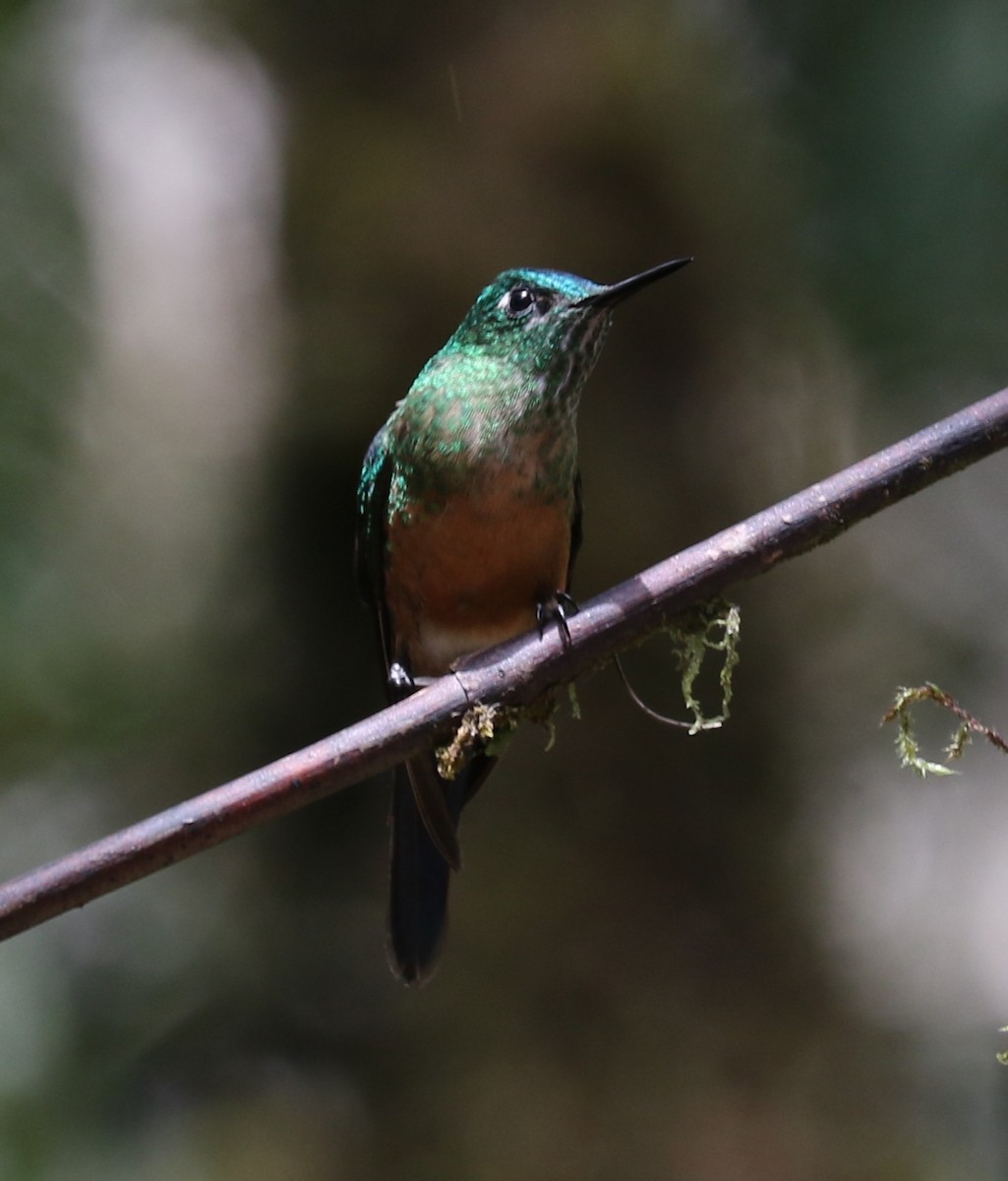 Long-tailed Sylph - evonne muse