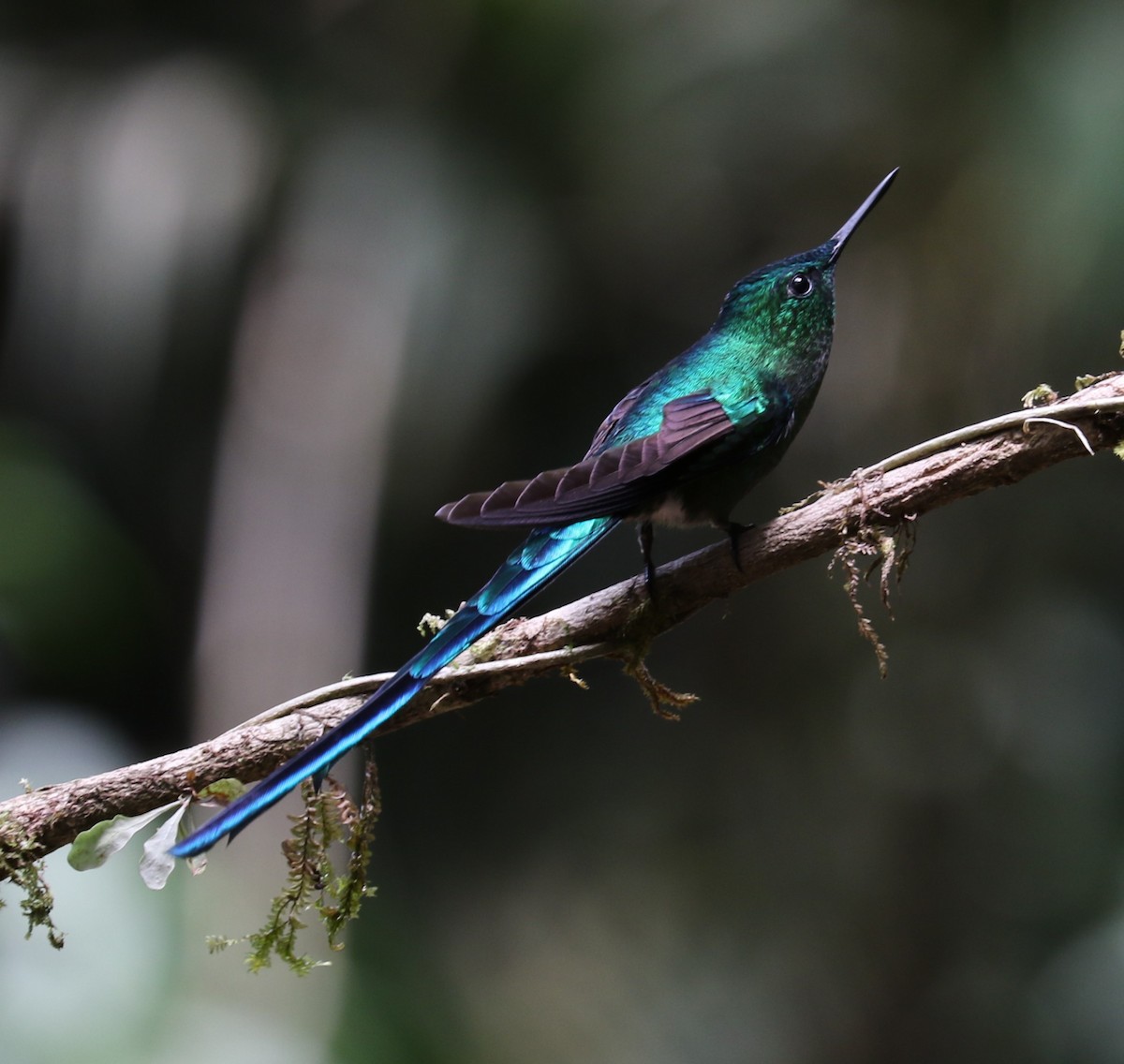 Long-tailed Sylph - evonne muse