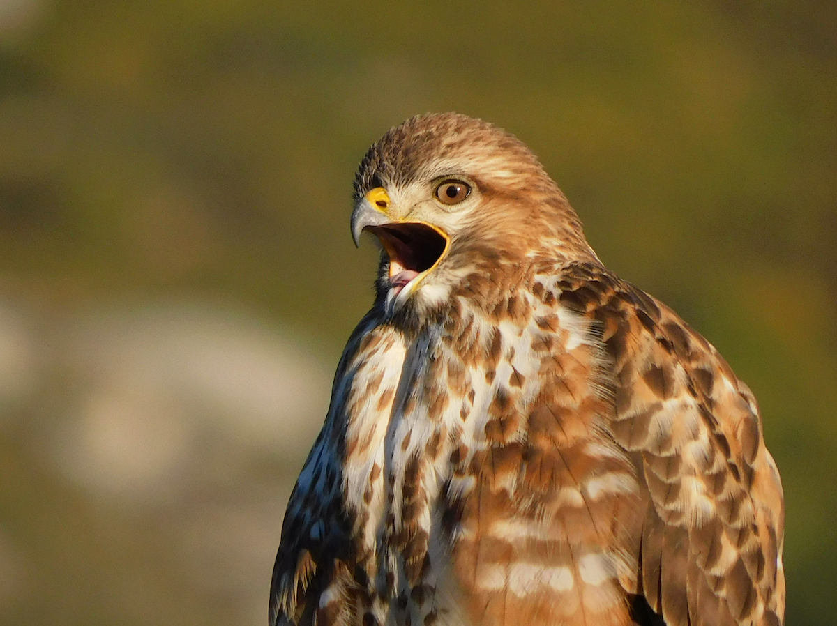 Forest Buzzard - ML622810981