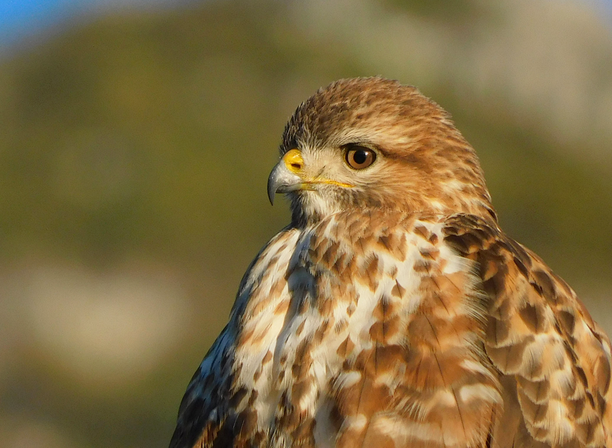 Forest Buzzard - ML622810982