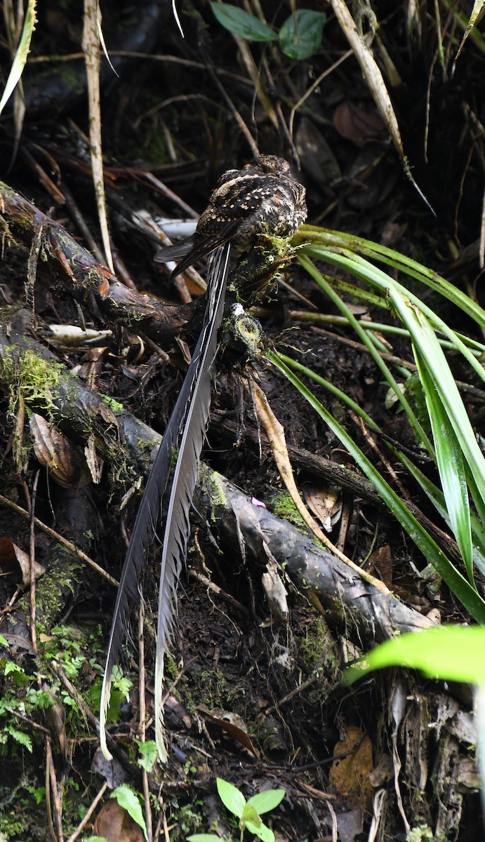 Lyre-tailed Nightjar - ML622811011