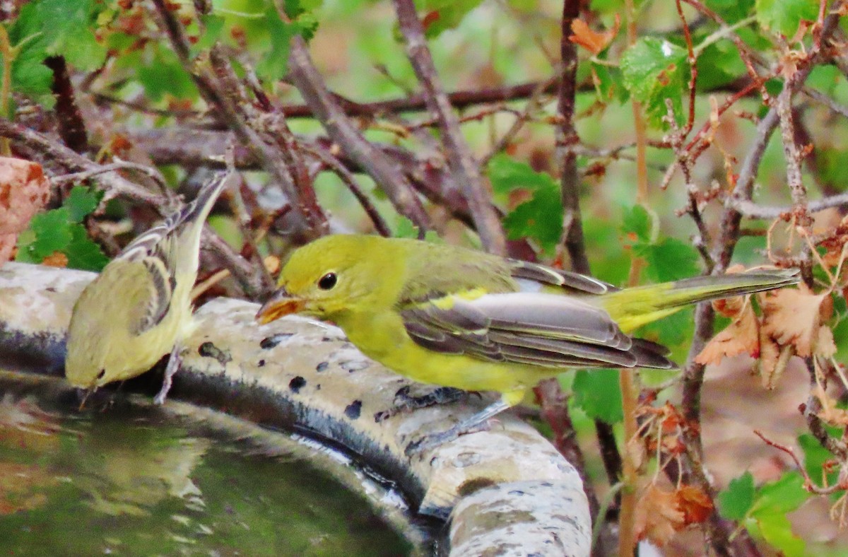 Western Tanager - peter weber