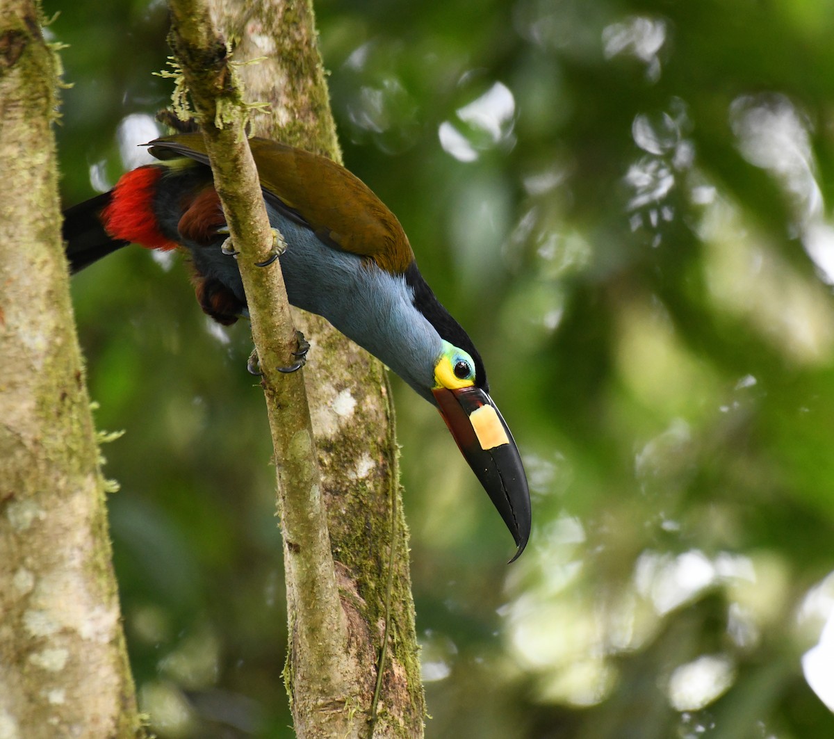 Plate-billed Mountain-Toucan - Ben Peters