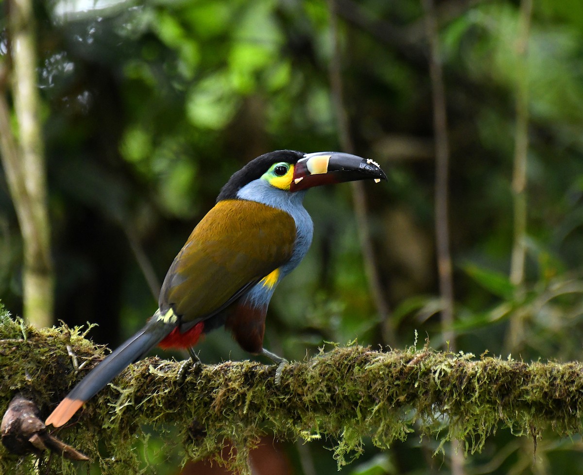 Plate-billed Mountain-Toucan - ML622811046