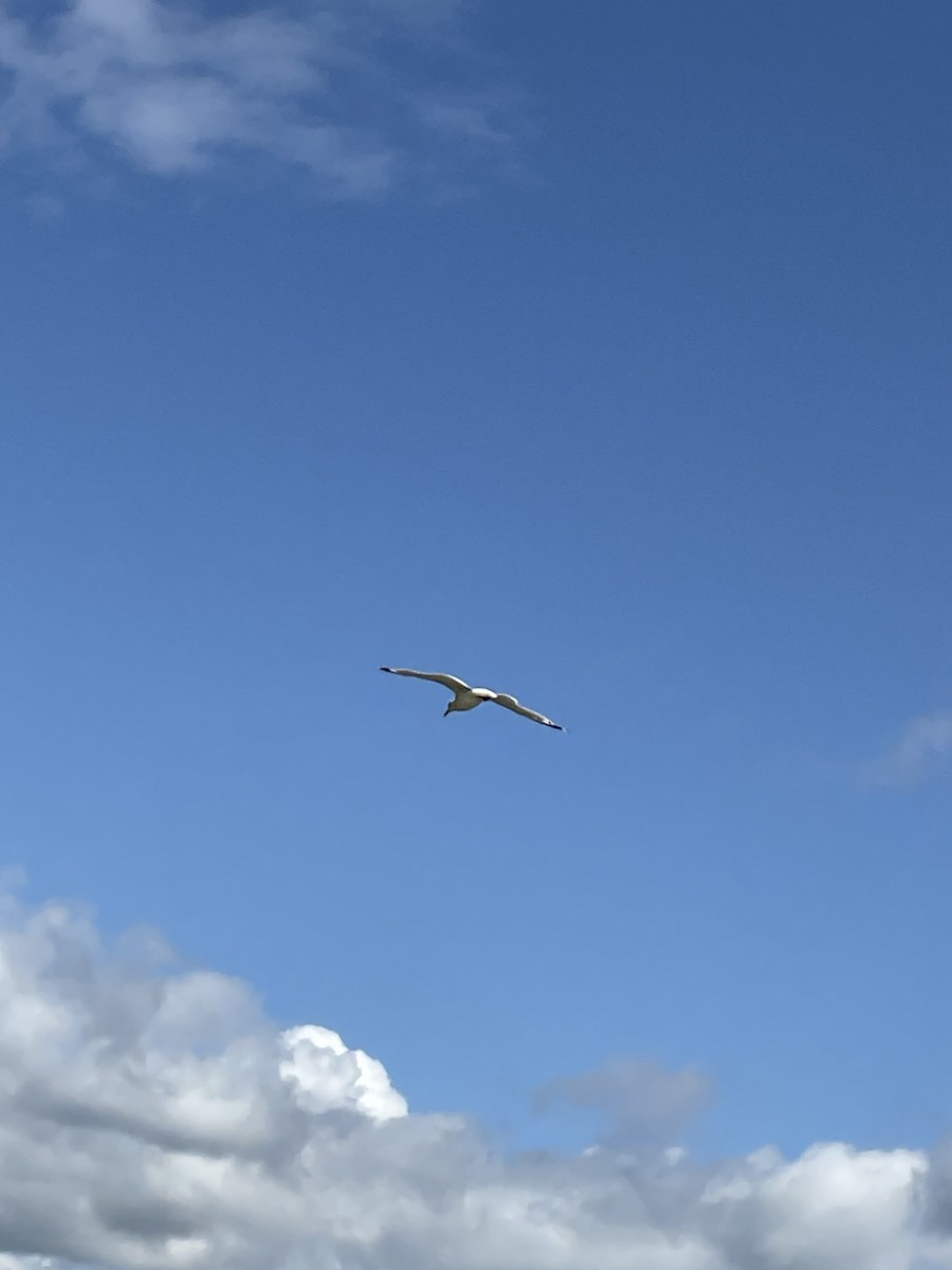 Ring-billed Gull - Sahil Asnaani