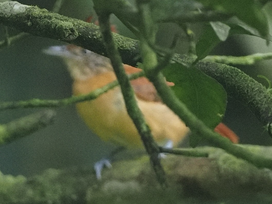 Rufous-breasted Wren - ML622811084