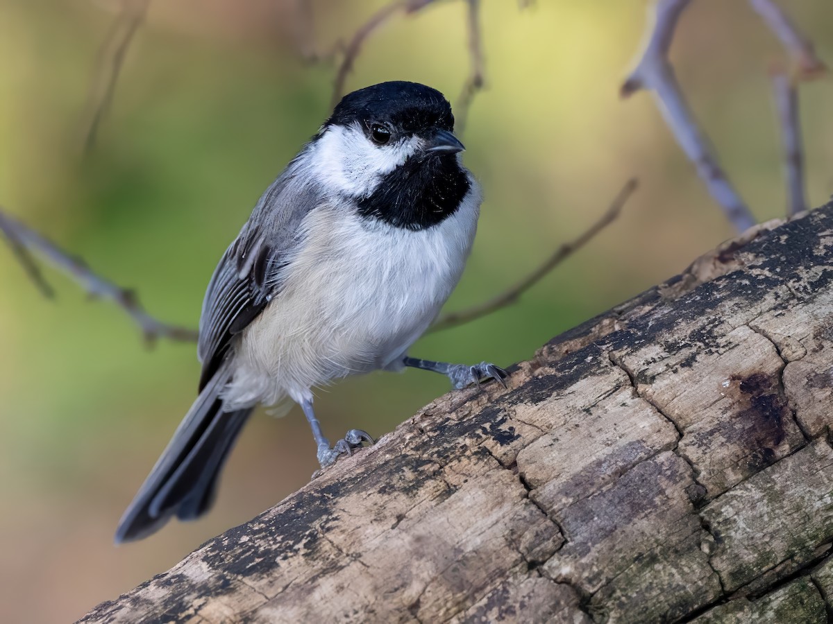 Carolina Chickadee - ML622811097