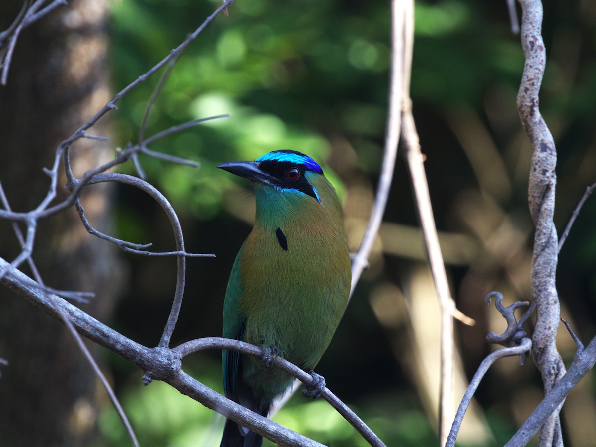 Lesson's Motmot - ML622811117