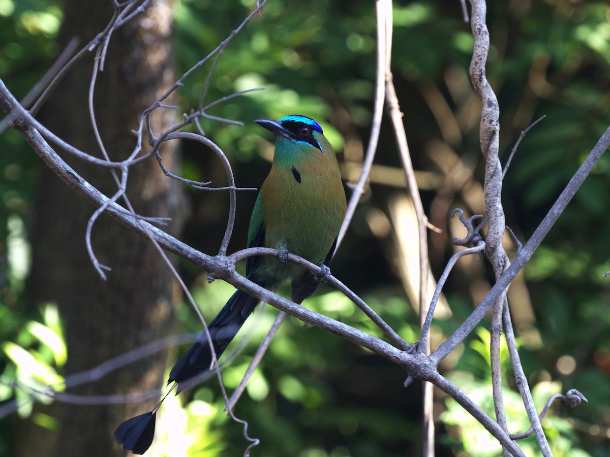 Lesson's Motmot - Menachem Goldstein