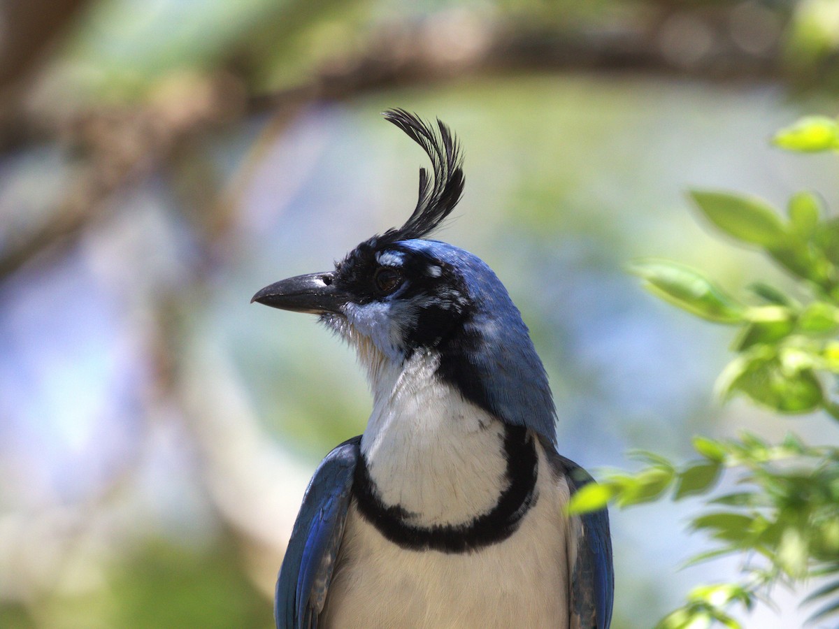 White-throated Magpie-Jay - ML622811134