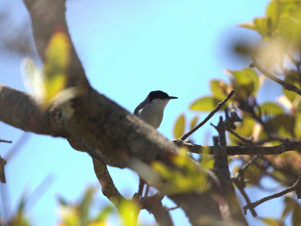 White-lored Gnatcatcher - ML622811140