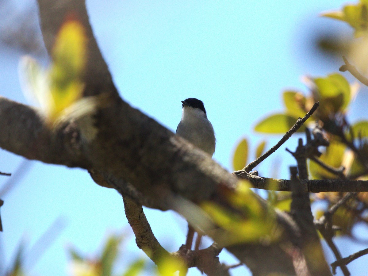 White-lored Gnatcatcher - ML622811141