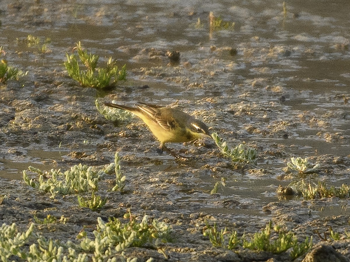Eastern Yellow Wagtail (Eastern) - ML622811163