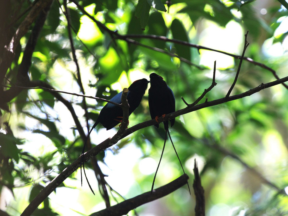 Long-tailed Manakin - ML622811164