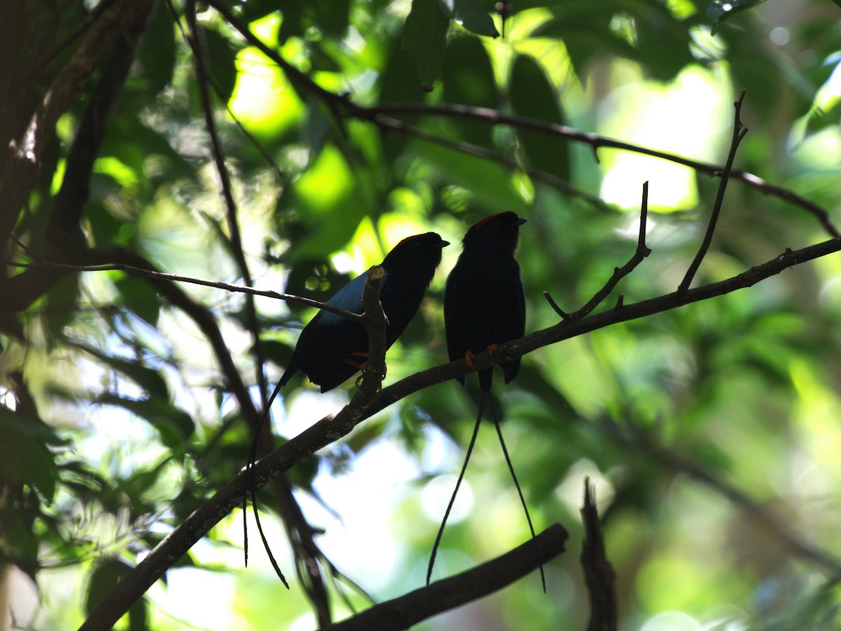 Long-tailed Manakin - ML622811165