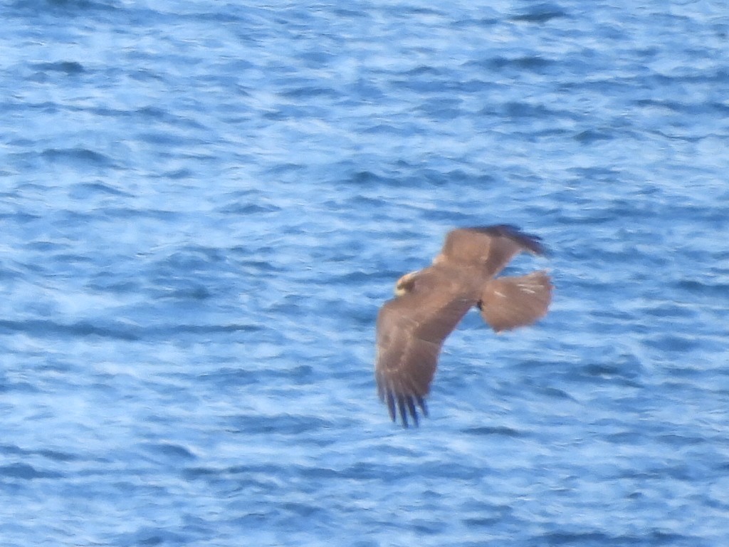 Western Marsh Harrier - Lindsay Rowe