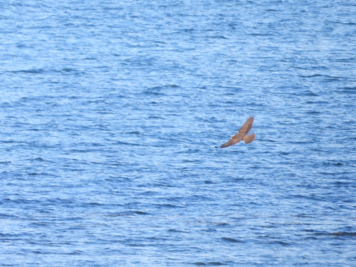 Western Marsh Harrier - ML622811227