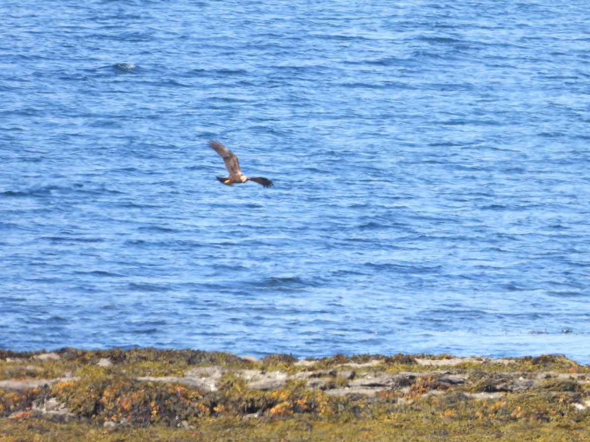 Western Marsh Harrier - ML622811228