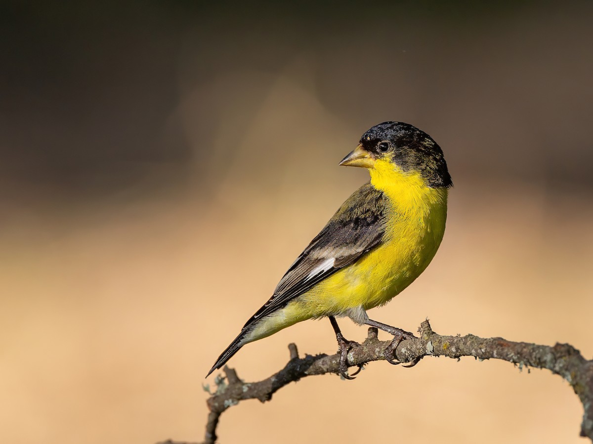 Lesser Goldfinch - Gary Desormeaux