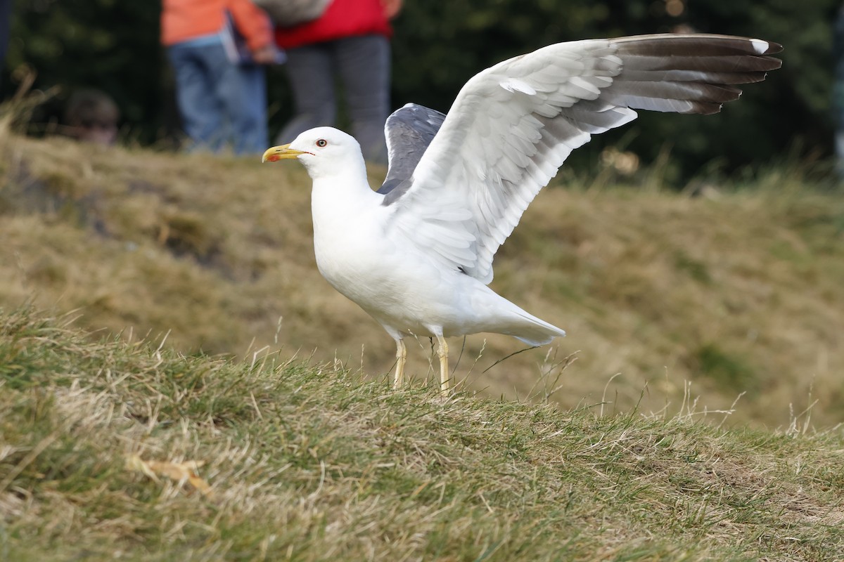 Lesser Black-backed Gull - Elan Federico Zucchetti