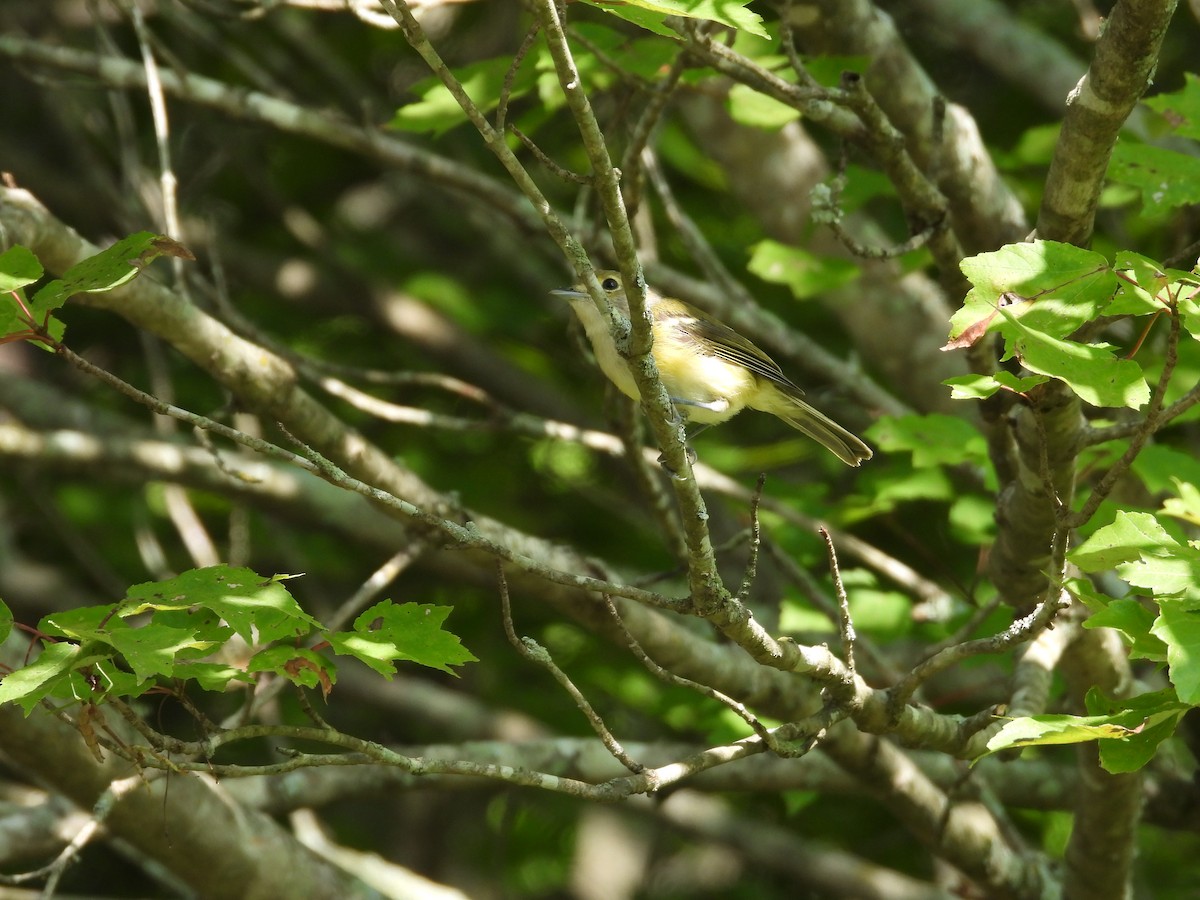 White-eyed Vireo - ML622811261