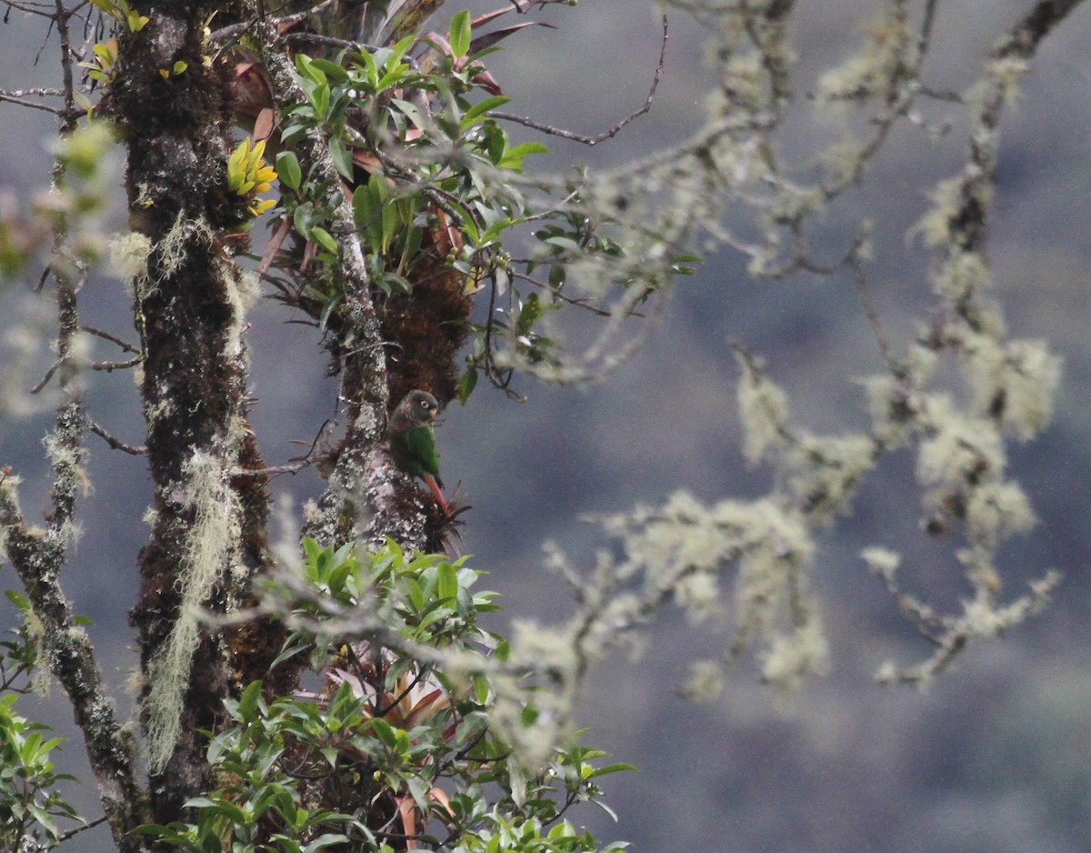 Brown-breasted Parakeet - Eduardo Soler