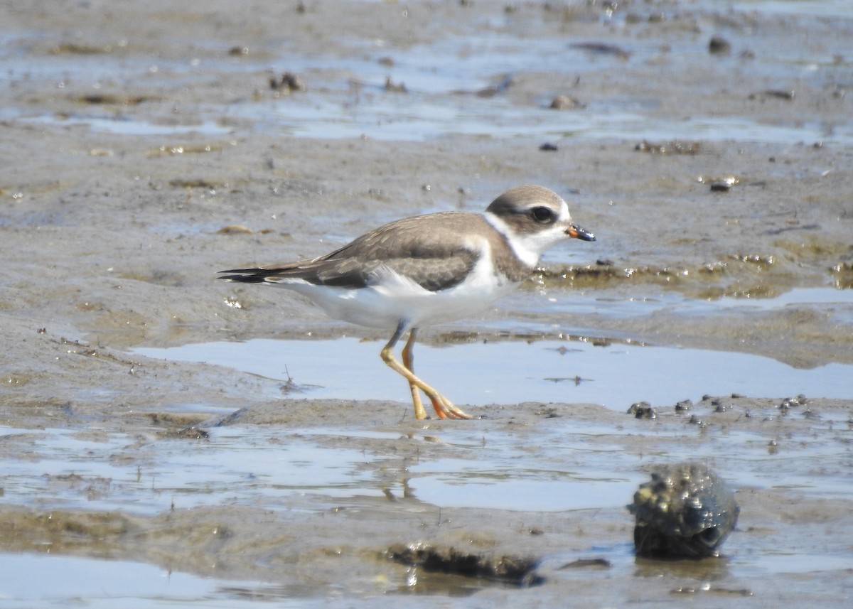 Semipalmated Plover - ML622811325