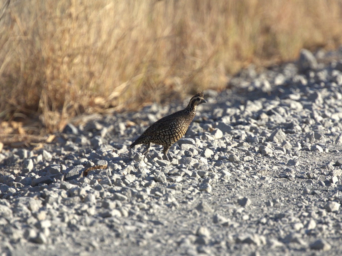 Spot-bellied Bobwhite - ML622811369