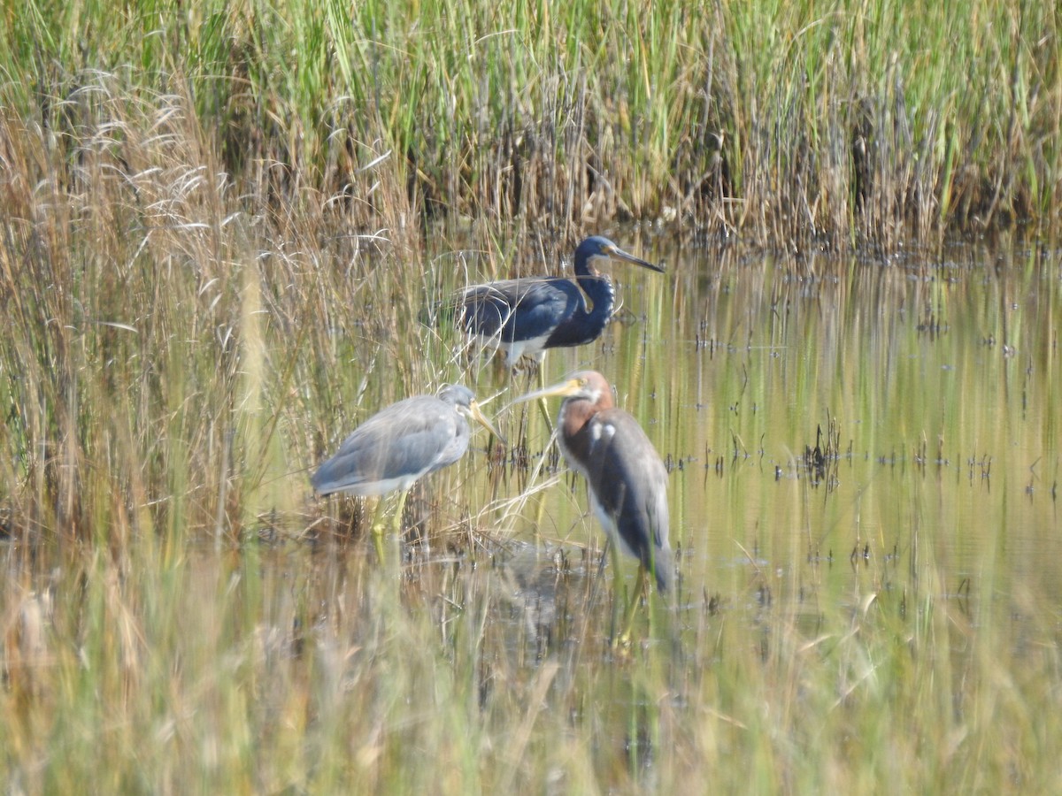 Tricolored Heron - Sheila Klink