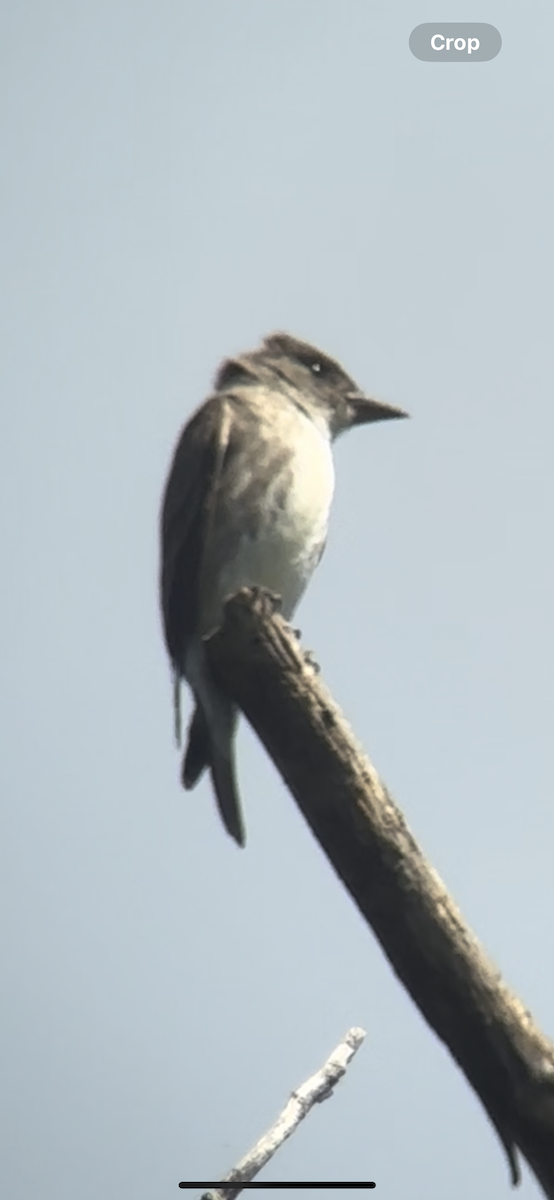 Olive-sided Flycatcher - ML622811394