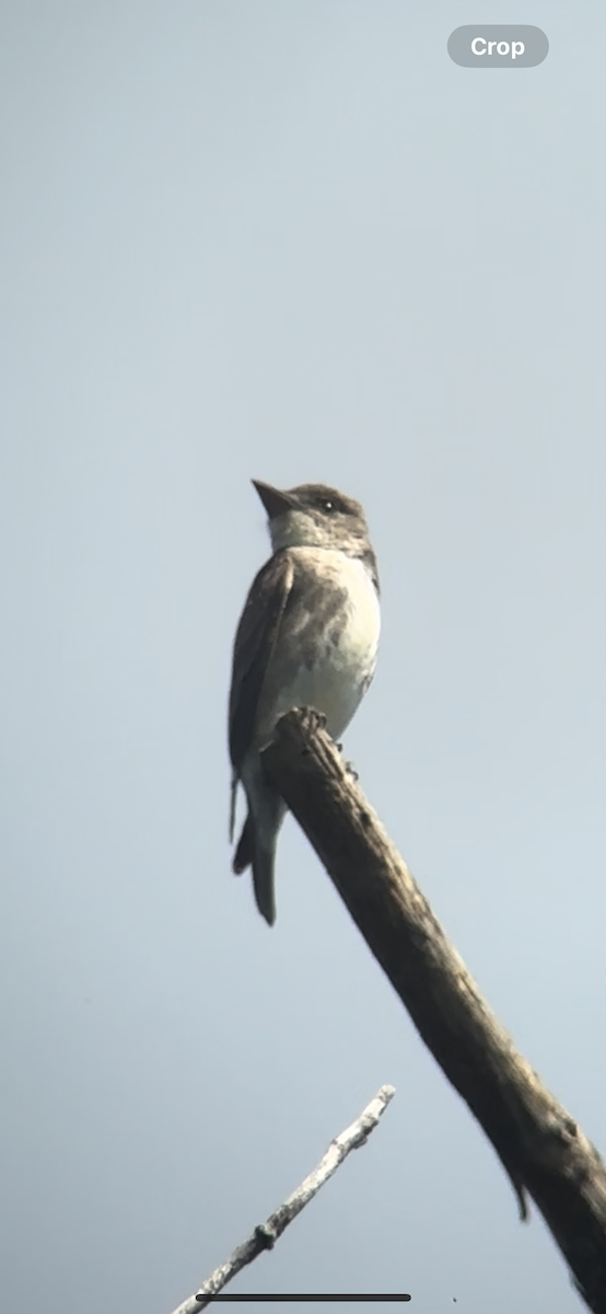 Olive-sided Flycatcher - ML622811395