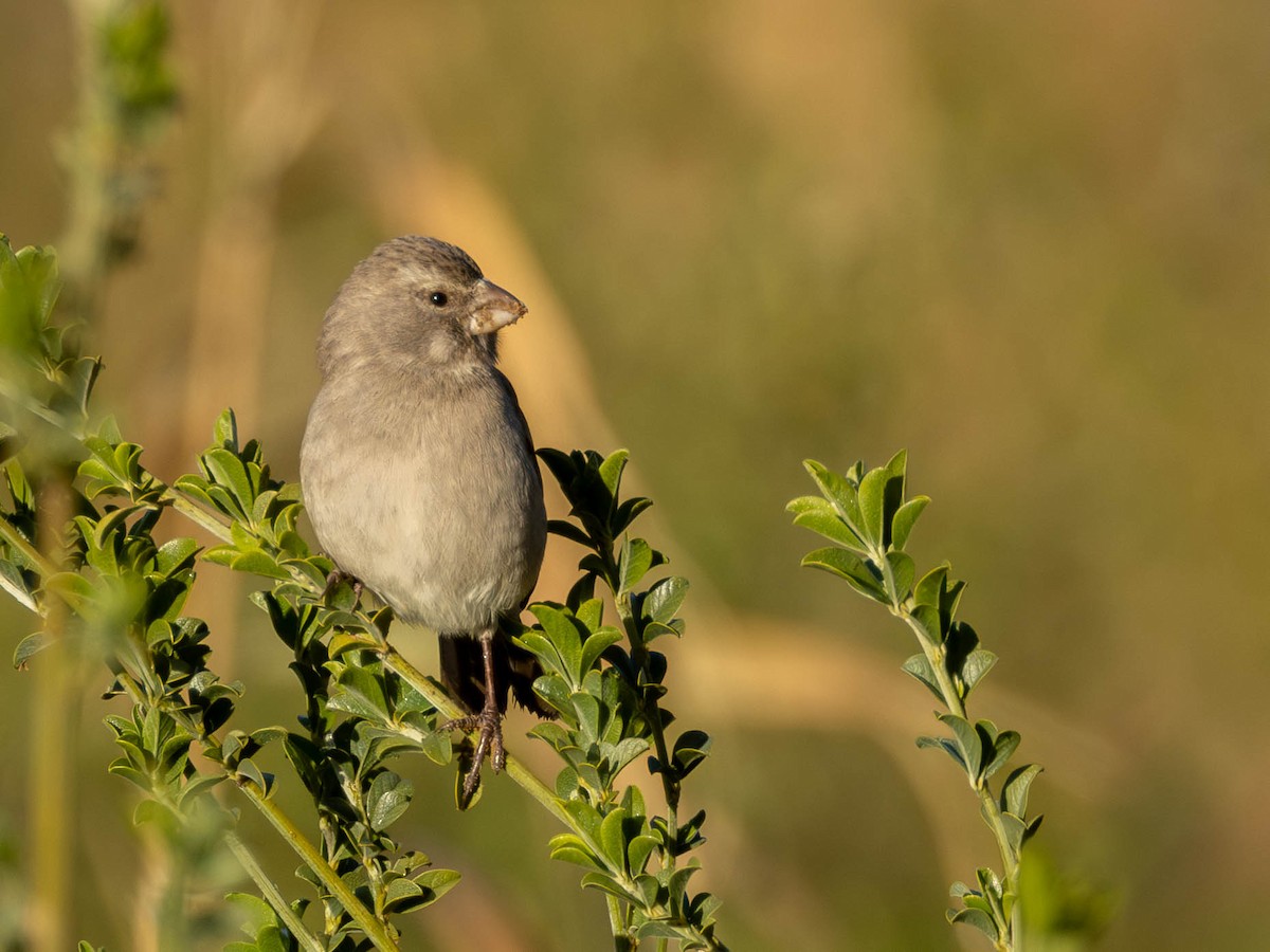 White-throated Canary - ML622811444