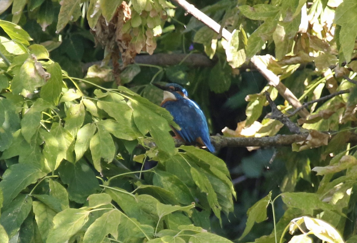 Common Kingfisher - ML622811585