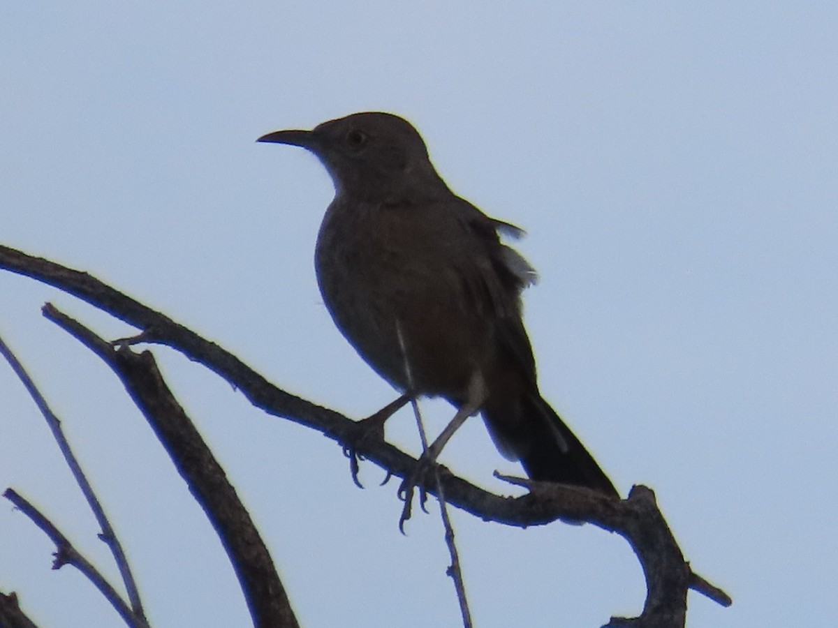 Bendire's Thrasher - ML622811610