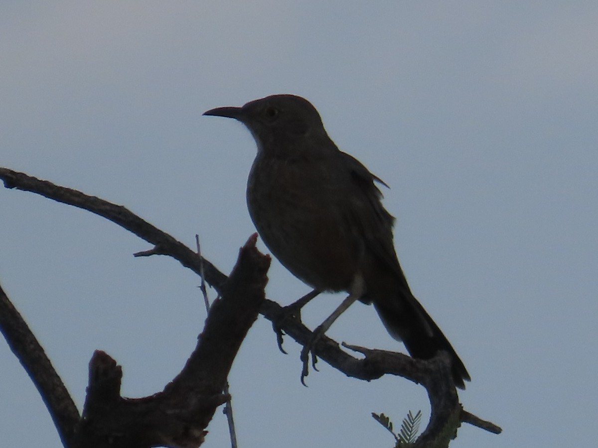 Bendire's Thrasher - ML622811611