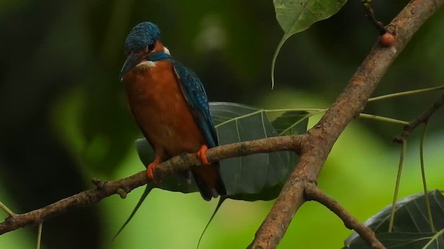 Common Kingfisher - ML622811630