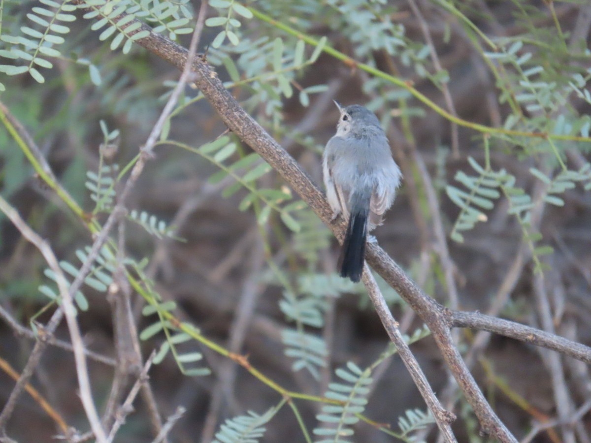 Black-tailed Gnatcatcher - ML622811634