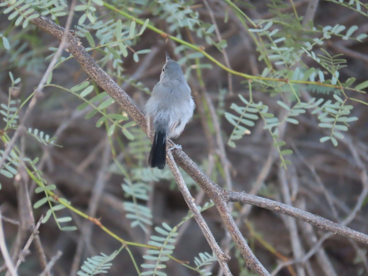 Black-tailed Gnatcatcher - ML622811635