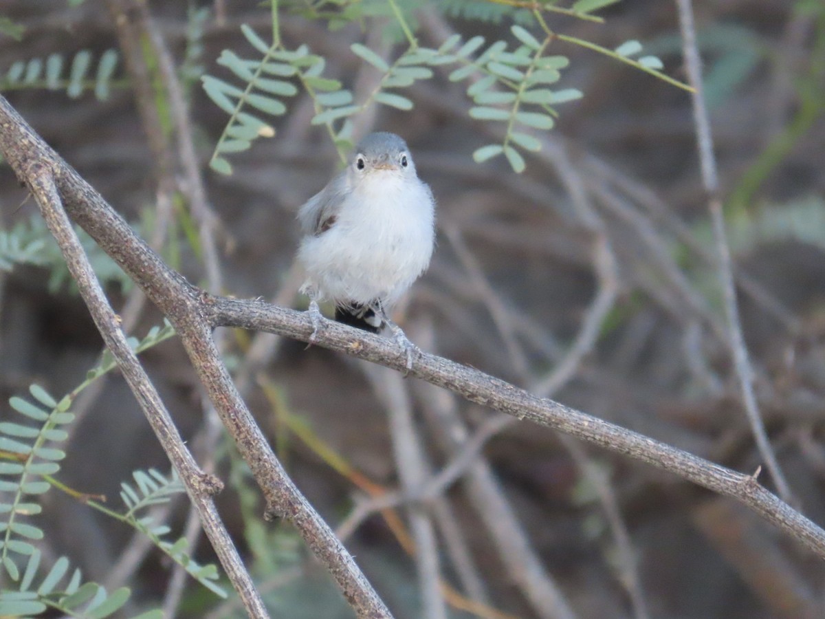 Black-tailed Gnatcatcher - ML622811636