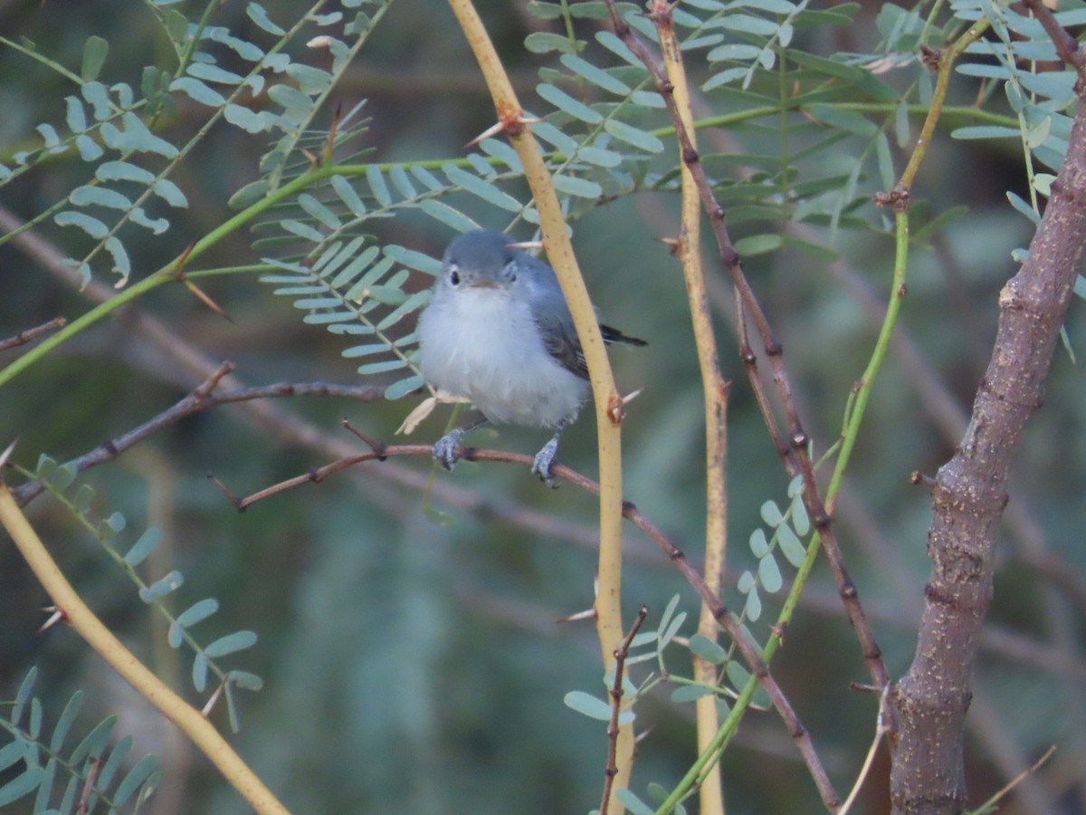 Black-tailed Gnatcatcher - Edward Raynor