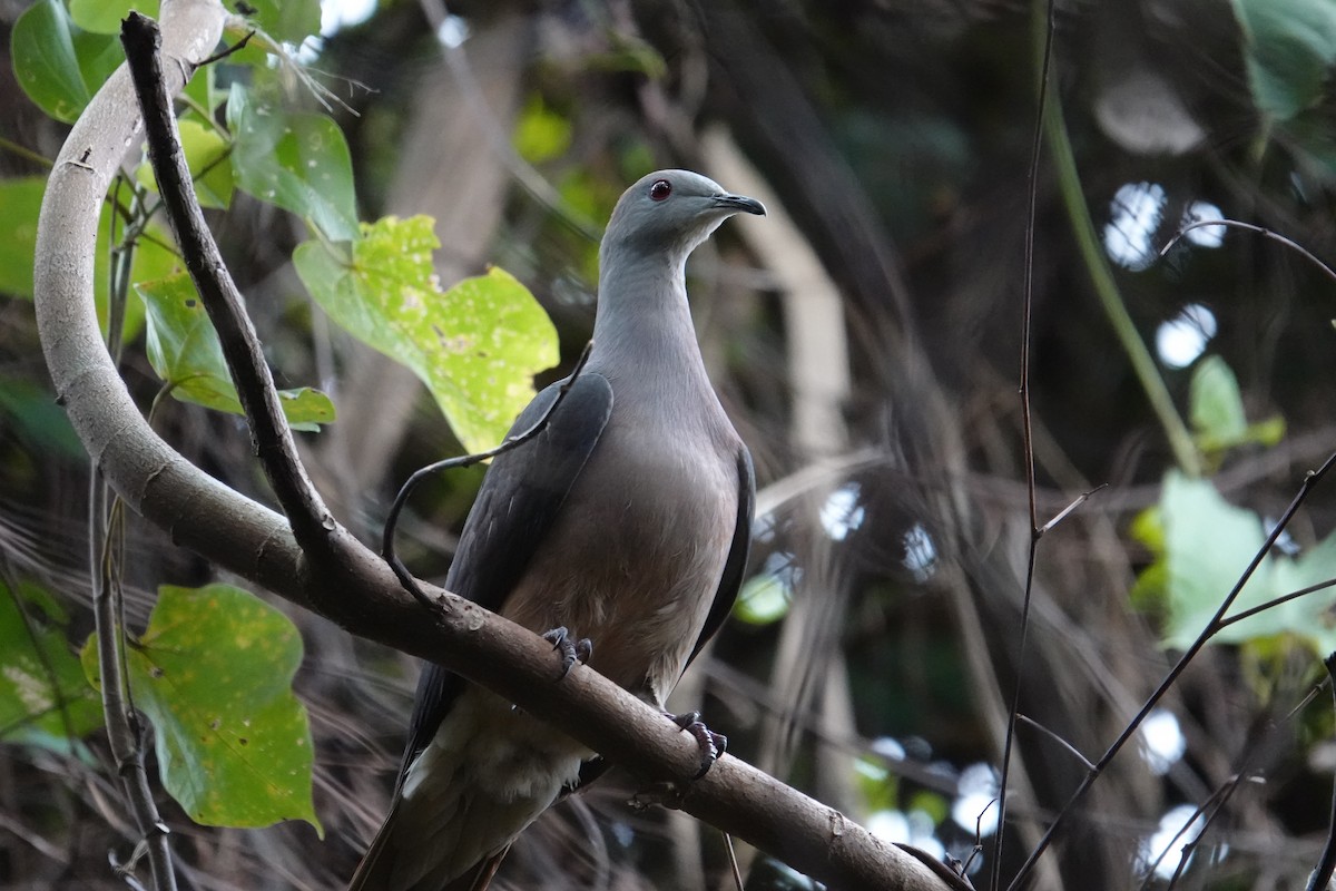 Peale's Imperial-Pigeon - ML622811642