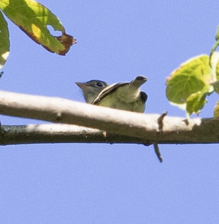 Least Flycatcher - ML622811657