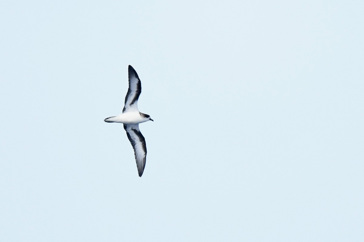 Bermuda Petrel - ML622811748