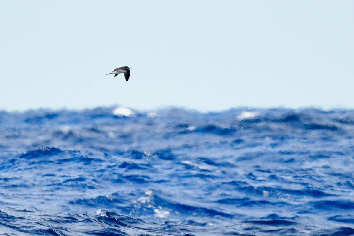 Bermuda Petrel - ML622811749