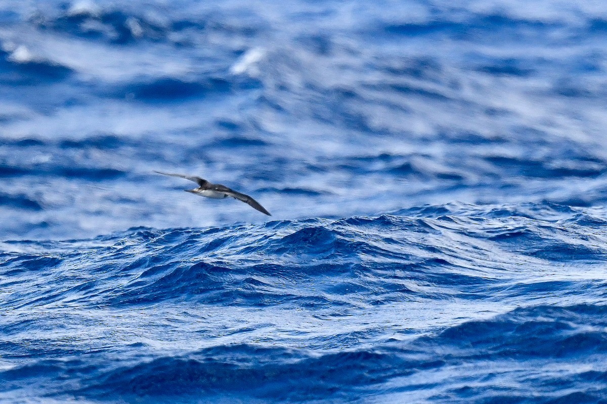 Bermuda Petrel - ML622811750