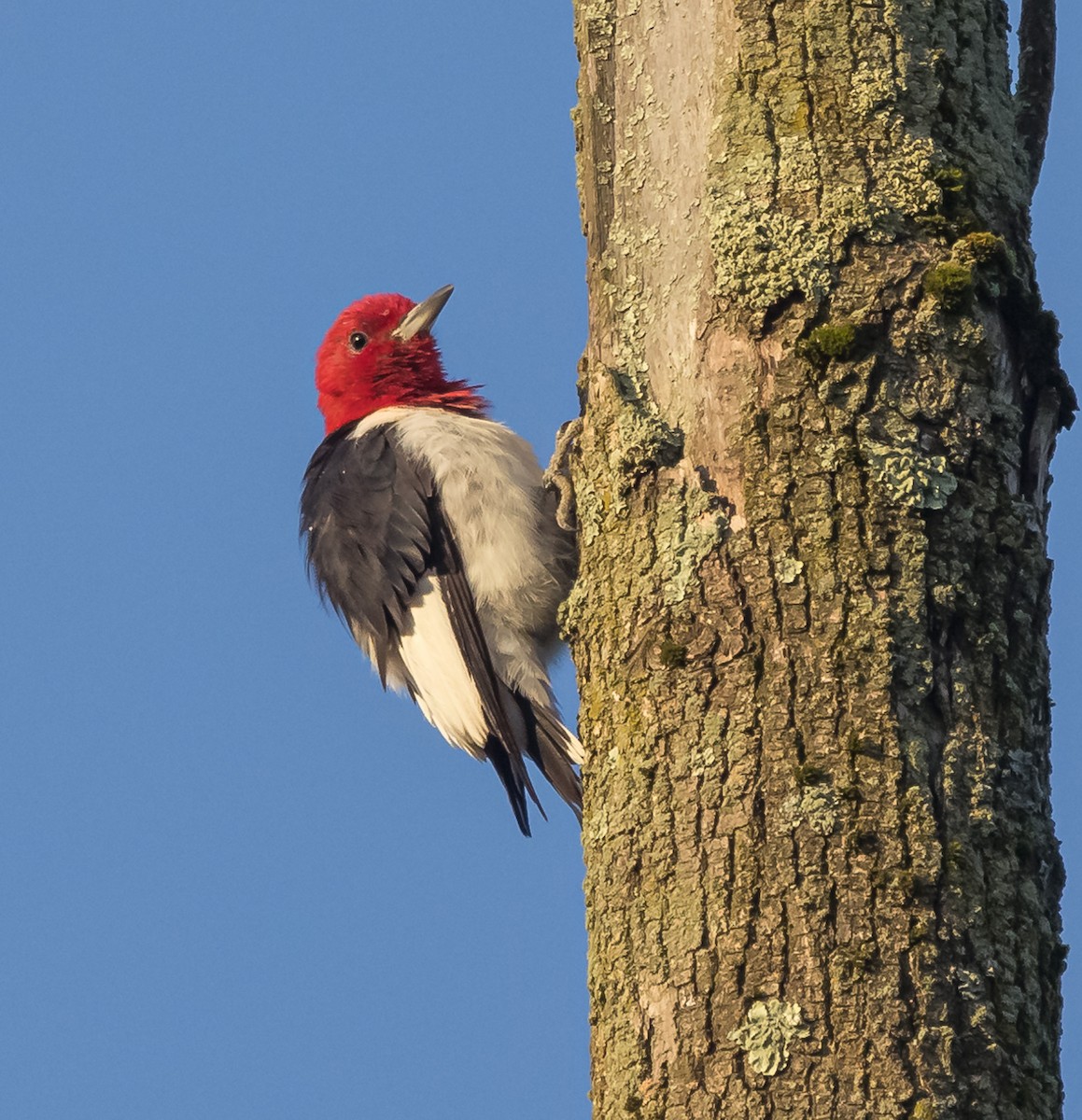 Pic à tête rouge - ML622811757