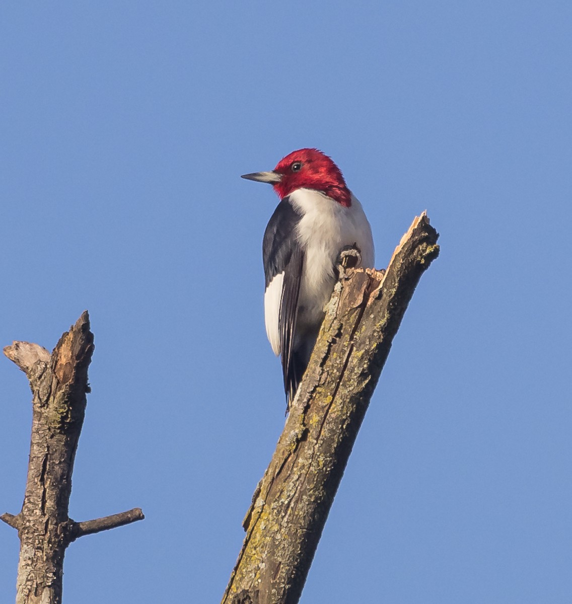 Pic à tête rouge - ML622811758