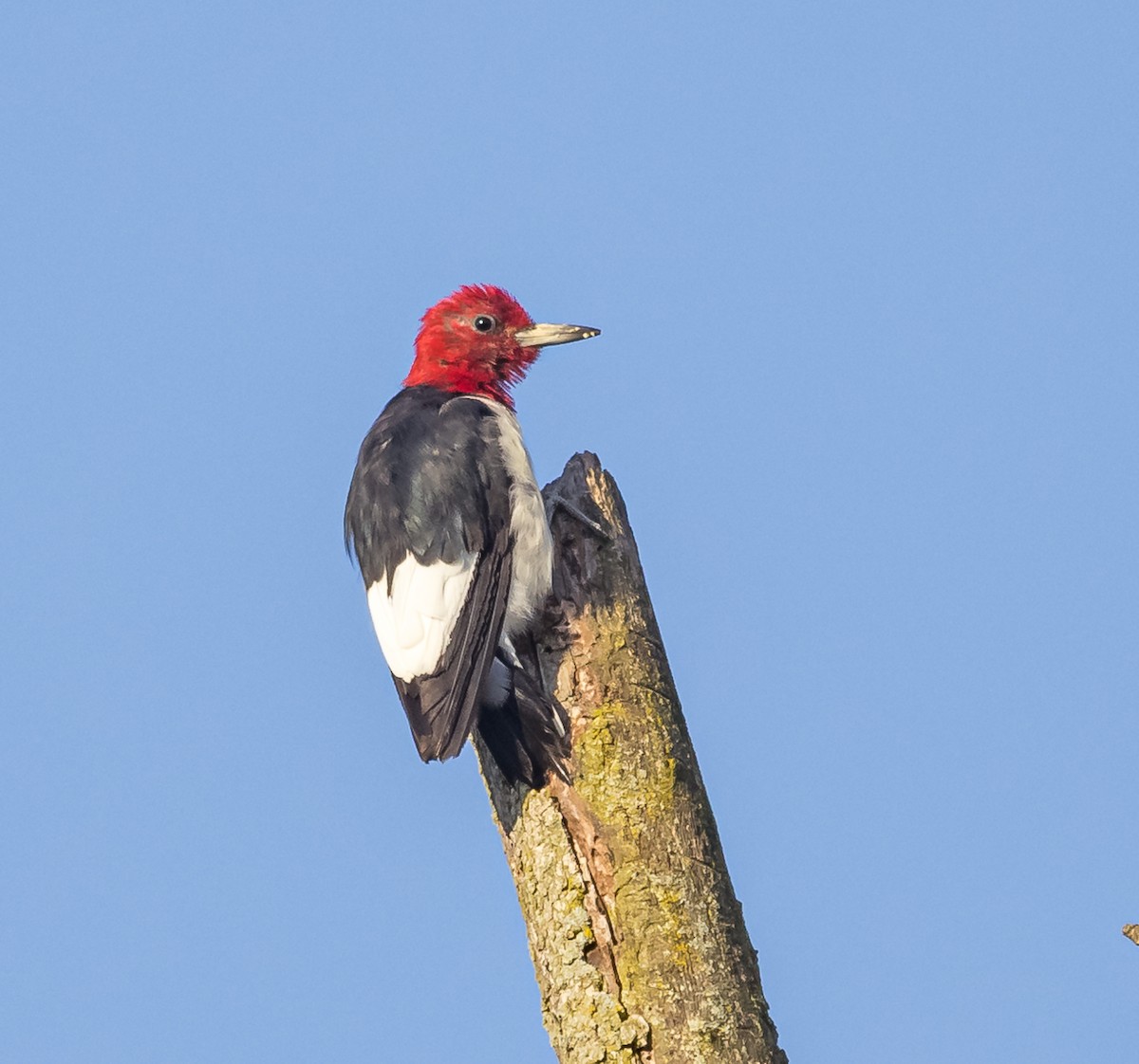 Pic à tête rouge - ML622811760